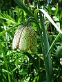 Liliaceae - Fritillaria involucrata_2